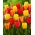 Tulipany Apeldoorn - Zestaw 3 odmian tulipanów w odcieniach żółtego i czerwonego - 45 szt.