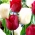 Tulipan White Dream + Ile de France - zestaw 2 odmian - 50 szt.