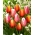 Zestaw 2 odmian tulipanów w kolorze biało-różowym i czerwono-żółtym - 50 szt.