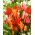 Canada mix - zestaw 3 odmian tulipanów - 45 szt.