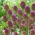 Czosnek główkowaty - Allium sphaerocephalon - GIGA paczka! - 1000 szt.