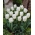 Tulipan niski biały - Greigii white - duża paczka! - 50 szt.