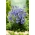 Dzwonek brzoskwiniolistny - niebieski