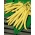 Fasola Maxela - szparagowa karłowa, o długich, żółtych strąkach