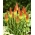 Trytoma groniasta - Płonąca Pochodnia - 120 nasion