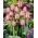 Tulipan Pink Impression - duża paczka! - 50 szt.