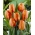 Tulipan pomarańczowy - Orange - GIGA paczka! - 250 szt.
