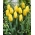Tulipan żółty - Yellow - GIGA paczka! - 250 szt.