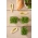 Microgreens - Rukola jednoroczna - młode listki o unikalnym smaku - 1 kg