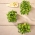 Microgreens - Słonecznik - młode listki o unikalnym smaku - 250 gram