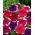 Petunia ogrodowa Iluzja - mieszanka kolorów