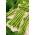 Fasola Muza - szparagowa karłowa, zielonostrąkowa, bezwłóknista
