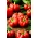 Papryka Oleńka - czerwona, pomidorowa, mocno spłaszczona i żebrowana