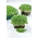 Microgreens - Lucerna - młode listki o unikalnym smaku - 1 kg