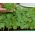 Microgreens - Nasturcja niska - młode listki o unikalnym smaku - 1 kg