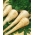 Pasternak Dlouhy Bily - 100 gram - nasiona profesjonalne dla każdego