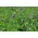 Lucerna siewna Gea - nasiona otoczkowane z Rhizobium - 10 kg