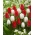 Tulipan biały i czerwony - duża paczka! - 50 szt.