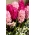 Zestaw hiacyntów w odcieniach różu - 24 szt.