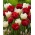 Tulipan na kwiat cięty - zestaw odmian w kolorach białym i czerwonym - 50 szt.