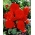 Begonia strzępiasta Fimbriata - czerwona - 2 bulwy