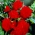 Begonia podwójna (pełna) - czerwona - 2 bulwy