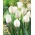 Tulipan biały - White - 50 szt.