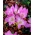 Zimowit Lilac Wonder - piękne liliowe kwiaty - 1 cebula