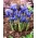 Irys żyłkowany - Iris reticulata - 10 sztuk