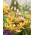 Lilia złotogłów żółta - Lilia martagon Yellow - 1 cebula