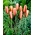 Tulipan botaniczny - Cynthia - GIGA paczka! - 250 szt.