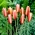 Tulipan botaniczny - Cynthia - duża paczka! - 50 szt.