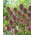 Czosnek główkowaty - Allium sphaerocephalon - GIGA paczka! - 1000 szt.