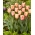 Tulipan Apricot Foxx - duża paczka! - 50 szt.