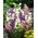 Dzwonek ogrodowy - mieszanka kolorów - 2000 nasion