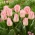 Tulipan Pink Dream - duża paczka! - 50 szt.