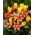 Syreni Śpiew - 50 cebulek tulipanów - kompozycja 2 odmian