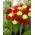 Zestaw 2 odmian cebulek tulipanów - Kompozycja odmian Red Baby Doll i Montreux - 50 szt.