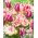 „Pioseneczka wiosenna” - 50 cebulek tulipanów - kompozycja 2 odmian