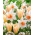 Tęsknota za wiosną - 50 cebulek narcyzów i tulipanów - kompozycja 2 ciekawych odmian