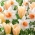 Tęsknota za wiosną - 50 cebulek narcyzów i tulipanów - kompozycja 2 ciekawych odmian