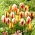 Zestaw 3 odmian cebulek tulipanów - Kompozycja odmian Helmar, Grand Perfection i Carnaval de Rio - 45 szt.