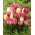 Zestaw 3 odmian cebulek tulipanów - Kompozycja odmian Creme Flag, Dynasty i Vogue - 45 szt.