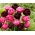 Zestaw 2 odmian cebulek tulipanów - Kompozycja odmian Aveyron i Black Hero - 50 szt.