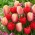 Zestaw 2 odmian cebulek tulipanów - Kompozycja odmian Abba i Beau Monde - 50 szt.