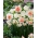 Wiosenny korowód - 45 cebulek narcyzów i tulipanów - kompozycja 3 ciekawych odmian