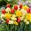 Zestaw tulipanów i narcyzów - kompozycja odmian Verandi, Cheerfulness i Dick Wilden - 45 szt.