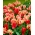 Narodziny Wenus - 50 cebulek tulipanów - kompozycja 2 odmian