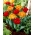 Zestaw 2 odmian cebulek tulipanów - Kompozycja odmian Miranda i Orange Princess - 50 szt.