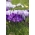 Fioletowy horyzont - 100 cebulek krokusów - kompozycja 2 odmian